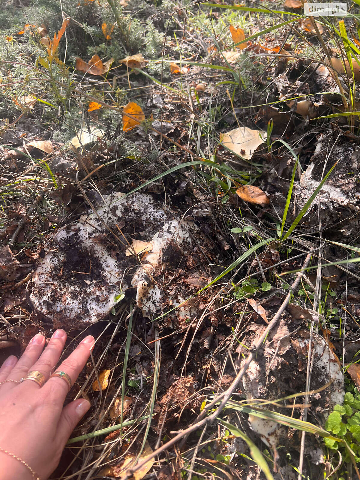 Продажа двухкомнатной квартиры в Черкассах, на ул. Припортовая 34/2, район Приднепровский фото 1