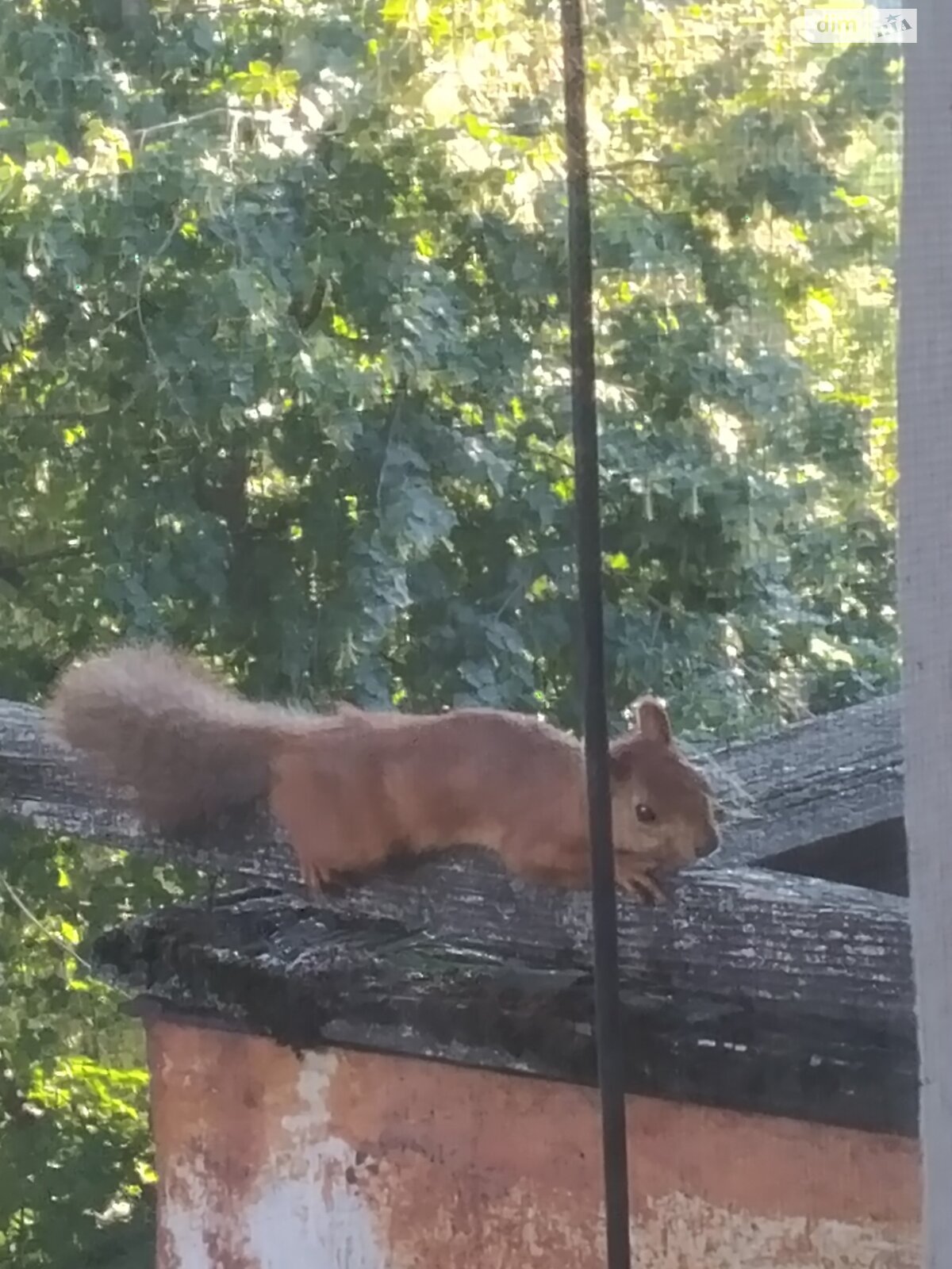 Продаж однокімнатної квартири в Кам'янському, на вул. Польська, район Заводський фото 1 Продаж однокімнатної квартири в Кам'янському, на вул. Польська, район Заводський фото 1
