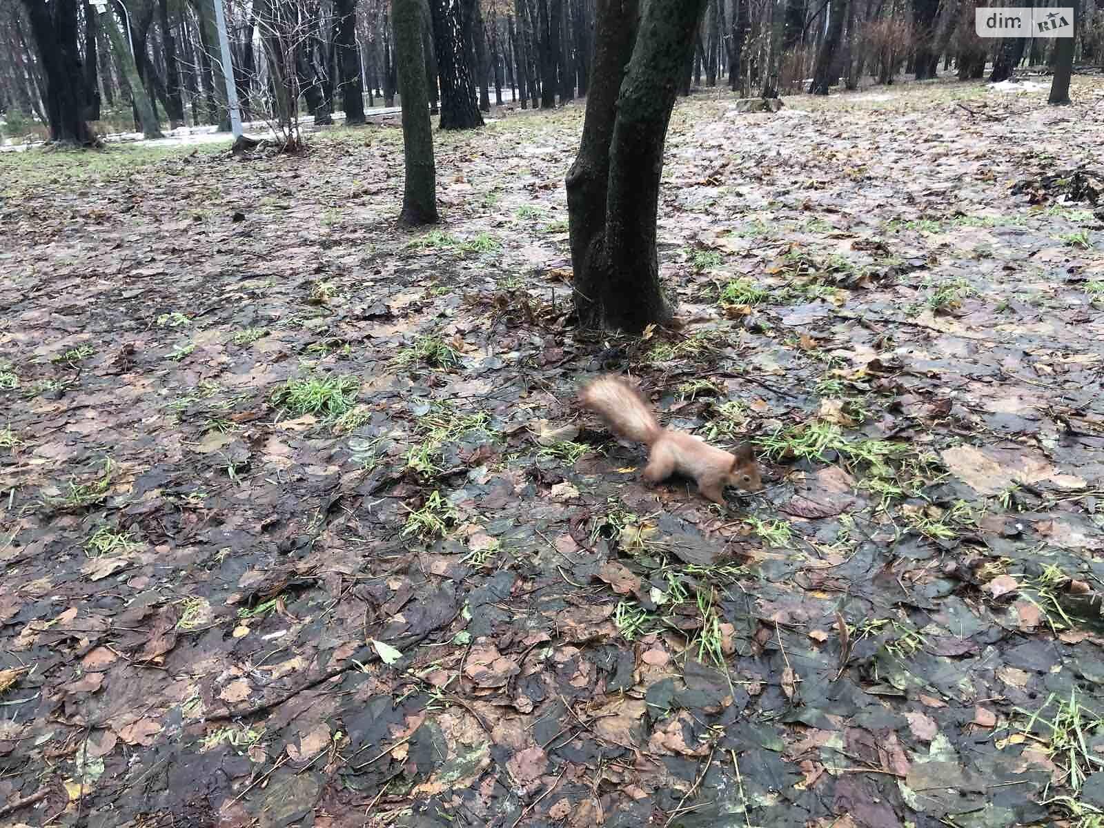 Продаж двокімнатної квартири в Києві, на просп. Берестейський 42А, район Шулявка фото 1