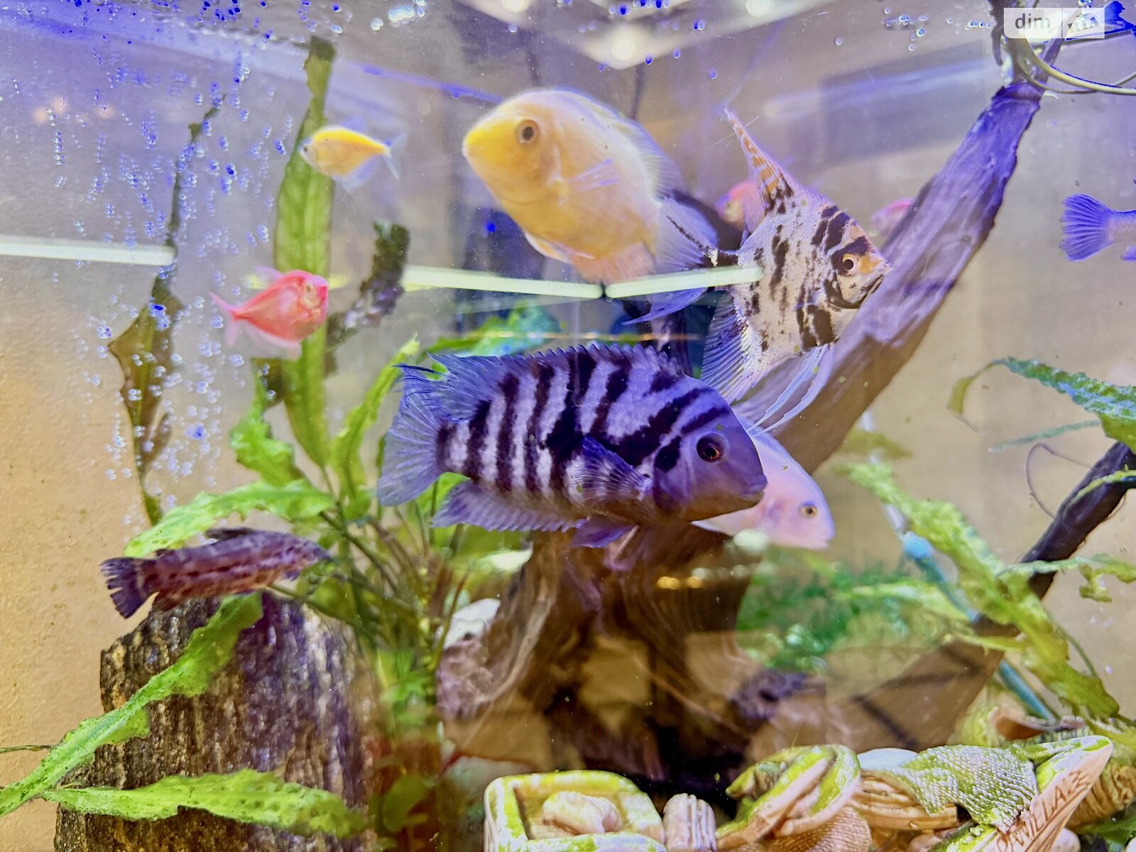 Продажа трехкомнатной квартиры в Виннице, на ул. Киевская 29 корпус 8, район Ближнее замостье фото 1