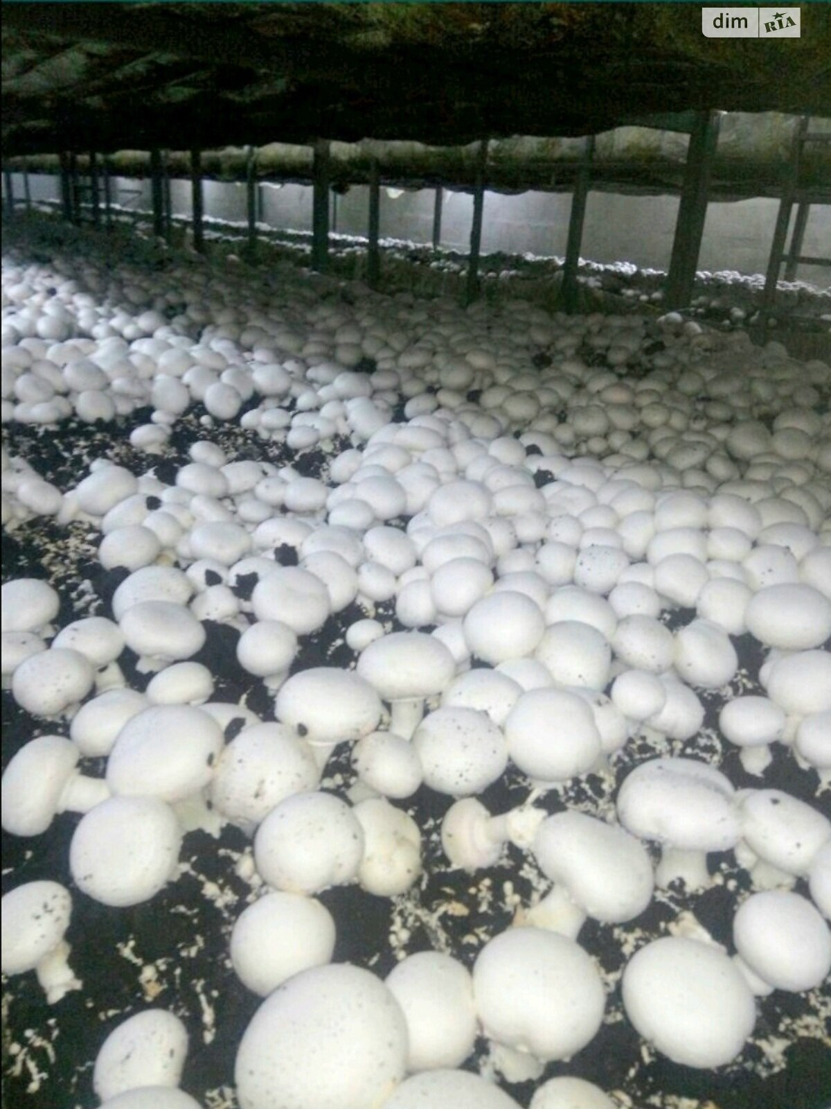 Специальное помещение в Кустине, Шевченко улица, цена продажи: 180 000 долларов за объект фото 1 Специальное помещение в Кустине, Шевченко улица, цена продажи: 180 000 долларов за объект фото 1