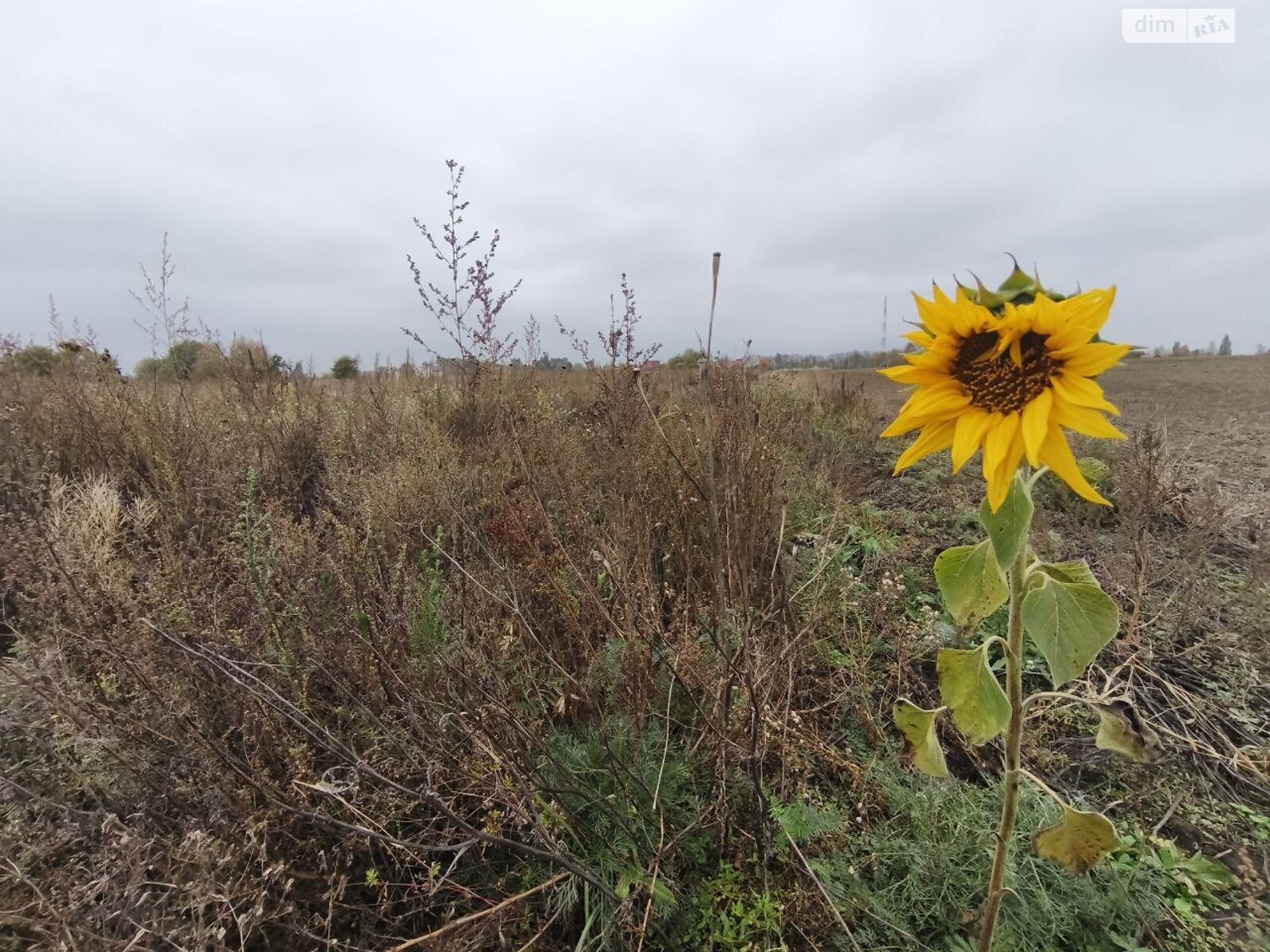 Земельна ділянка під житлову забудову в Андріївці, площа 25 соток фото 1