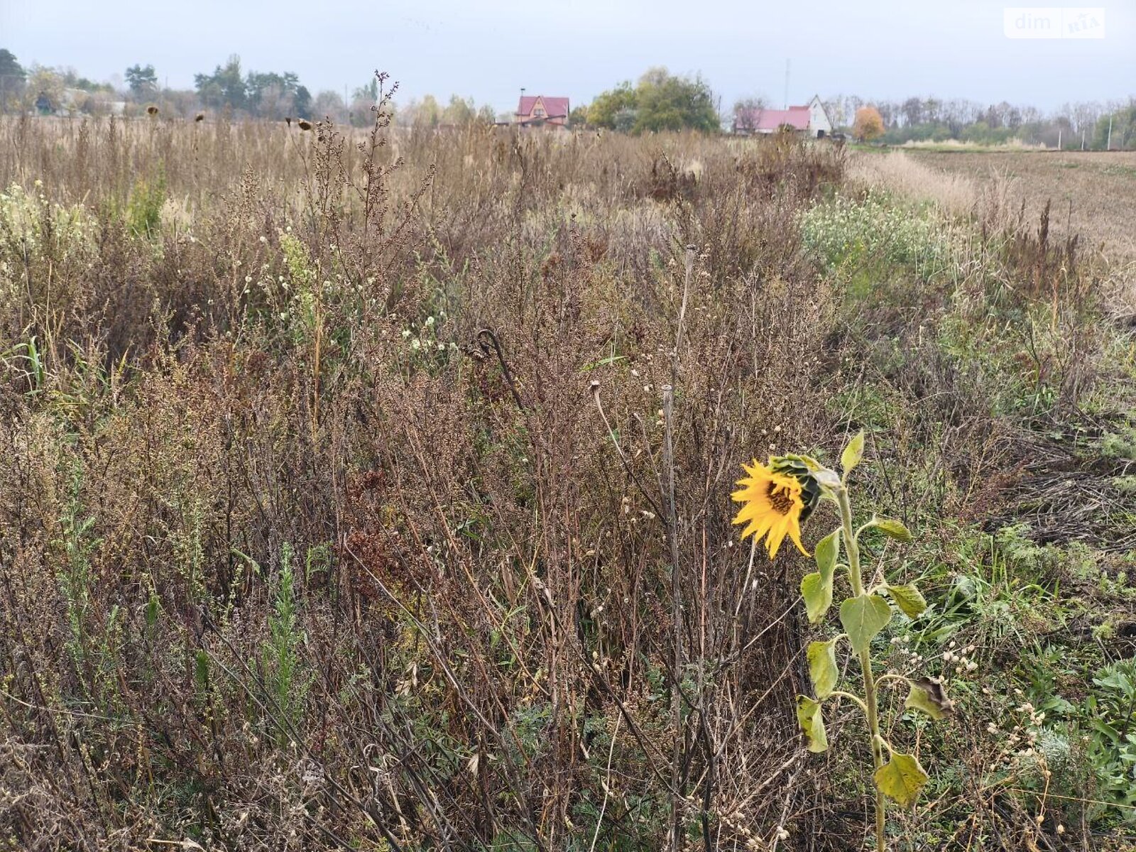 Земельна ділянка під житлову забудову в Андріївці, площа 25 соток фото 1