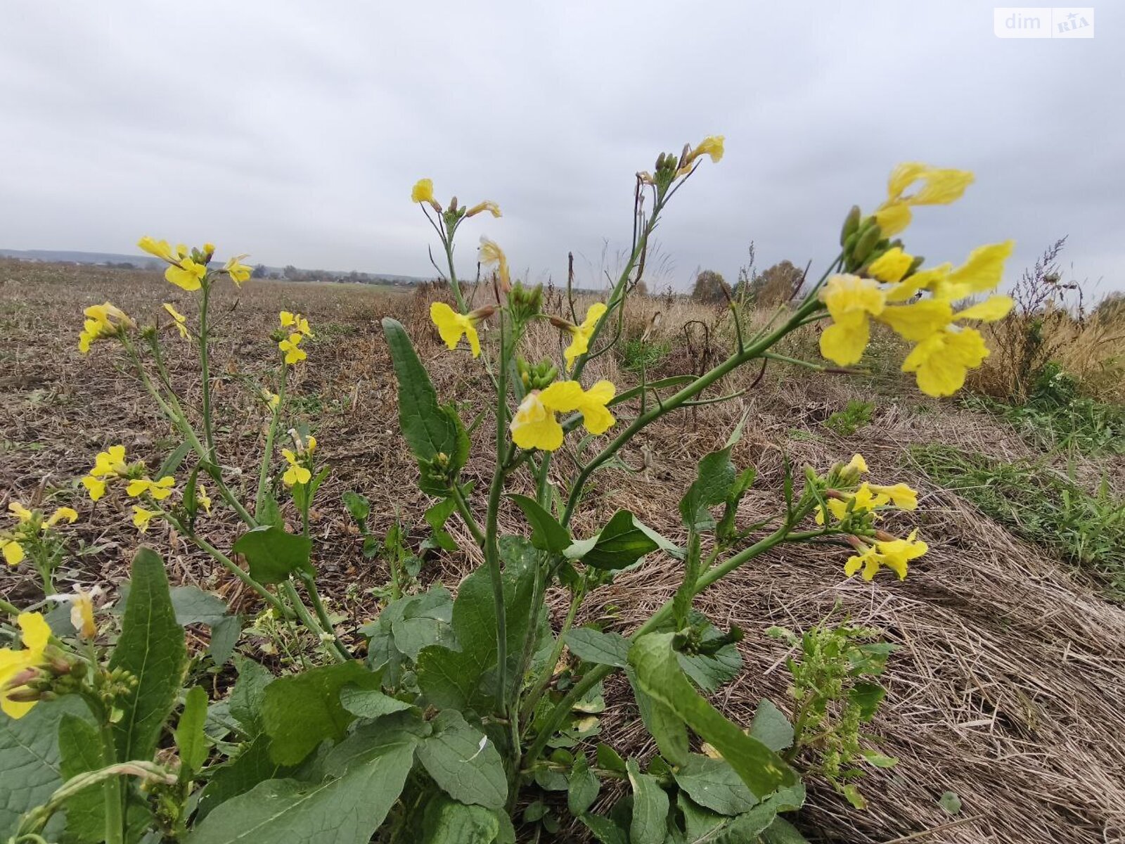 Земельна ділянка під житлову забудову в Андріївці, площа 25 соток фото 1