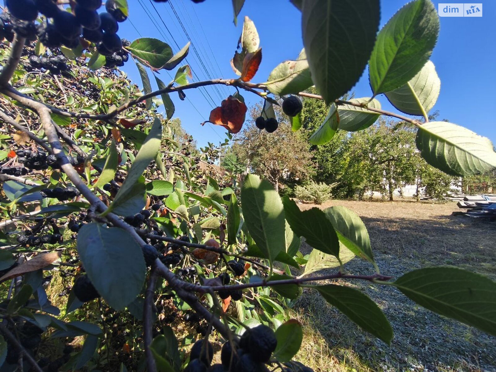 Земельна ділянка під житлову забудову в Андріївці, площа 6 соток фото 1 Земельна ділянка під житлову забудову в Андріївці, площа 6 соток фото 1
