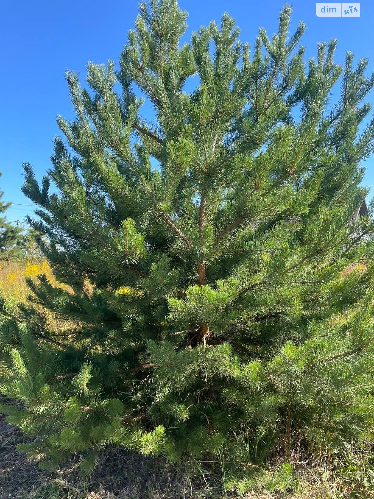 Земельна ділянка під житлову забудову в Байківці, площа 8 соток фото 1