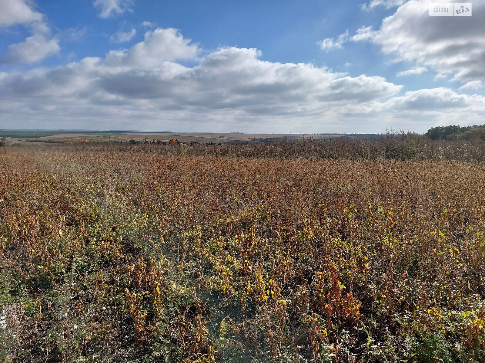 Земельный участок под жилую застройку в Байковцах, площадь 20 соток фото 1