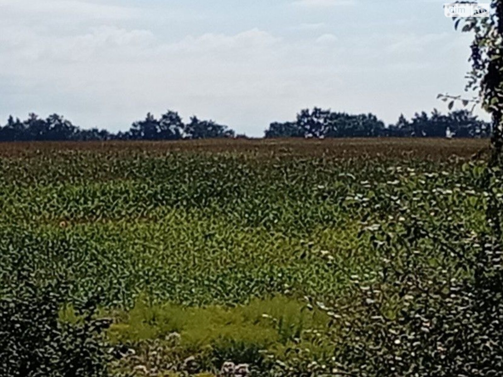 Земельна ділянка під житлову забудову в Білогородці, площа 1.751 Га фото 1