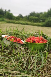 Земельный участок под жилую застройку в Богородчанах, площадь 10 соток фото 2