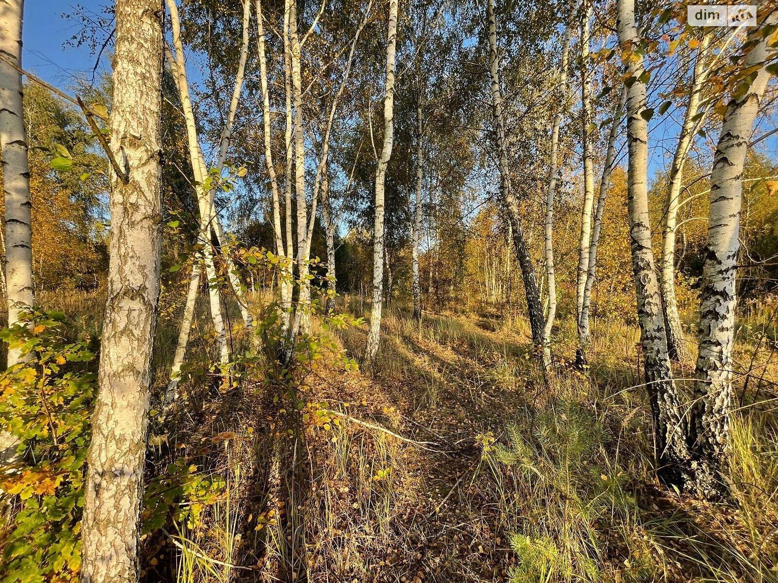 Земельна ділянка під житлову забудову в Бірках, площа 94 сотки фото 1 Земельна ділянка під житлову забудову в Бірках, площа 94 сотки фото 1