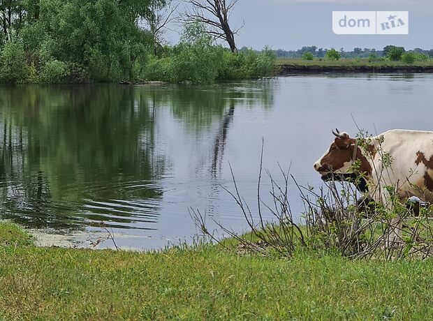 Земля под жилую застройку в селе Литочки, площадь 22 сотки фото 1 Земля под жилую застройку в селе Литочки, площадь 22 сотки фото 1