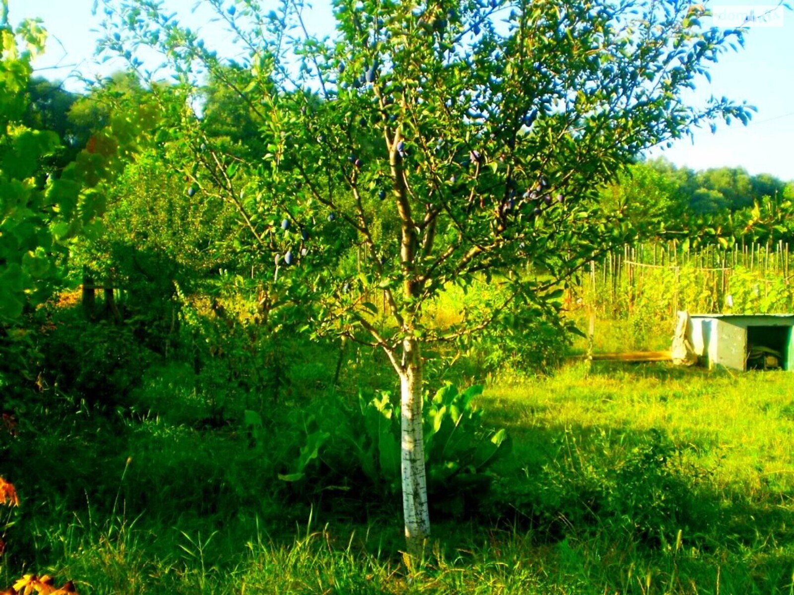 Земля под жилую застройку в Чернигове, район Лесковица, площадь 11 соток фото 1