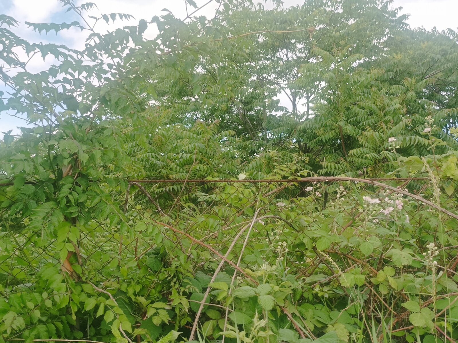 Земля під житлову забудову в Чорноморську, район Молодіжне, площа 12 соток фото 1