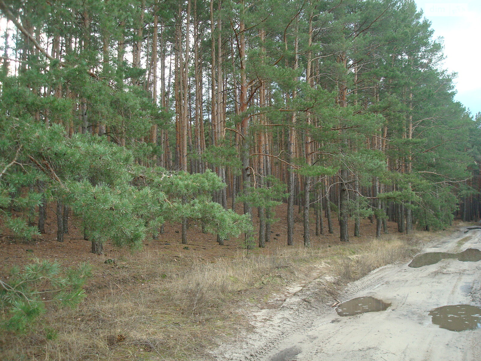 Земельна ділянка під житлову забудову в Чернявці, площа 20 соток фото 1