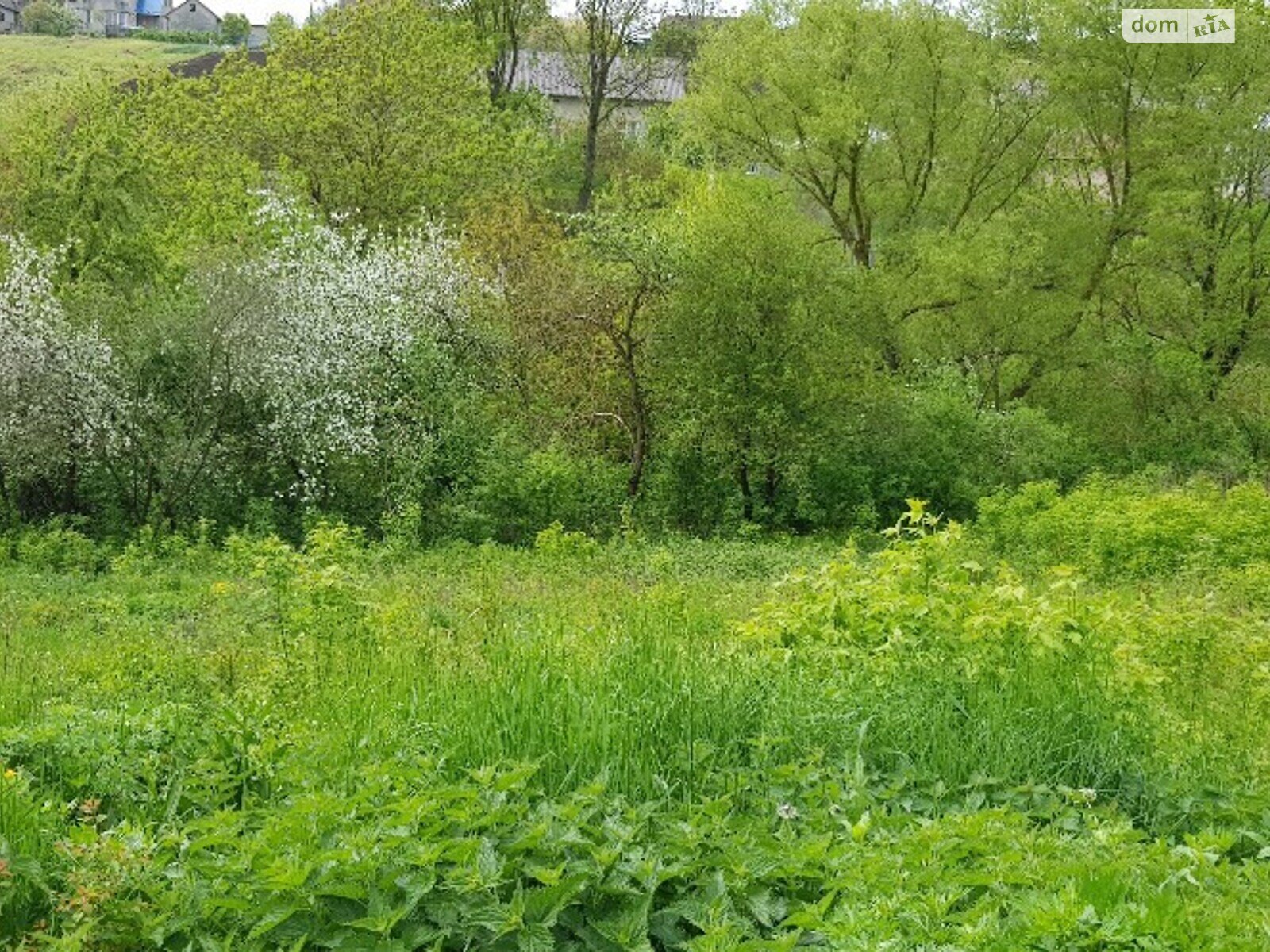 Земля під житлову забудову в Чорткові, район Чортків, площа 25 соток фото 1