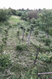 Земельна ділянка під житлову забудову в Чинадієвому, площа 31.29 сотки фото 2