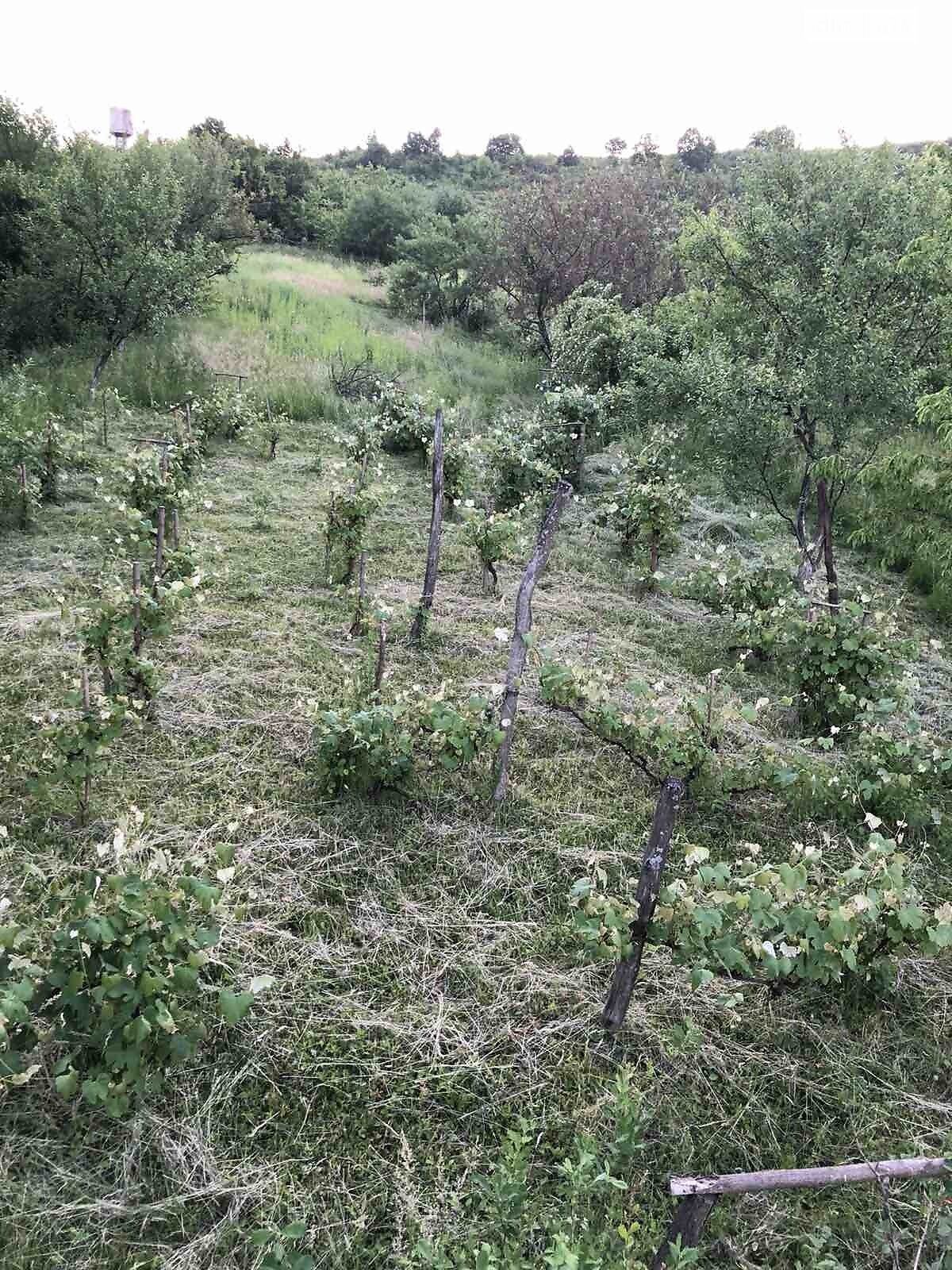 Земельна ділянка під житлову забудову в Чинадієвому, площа 31.29 сотки фото 1