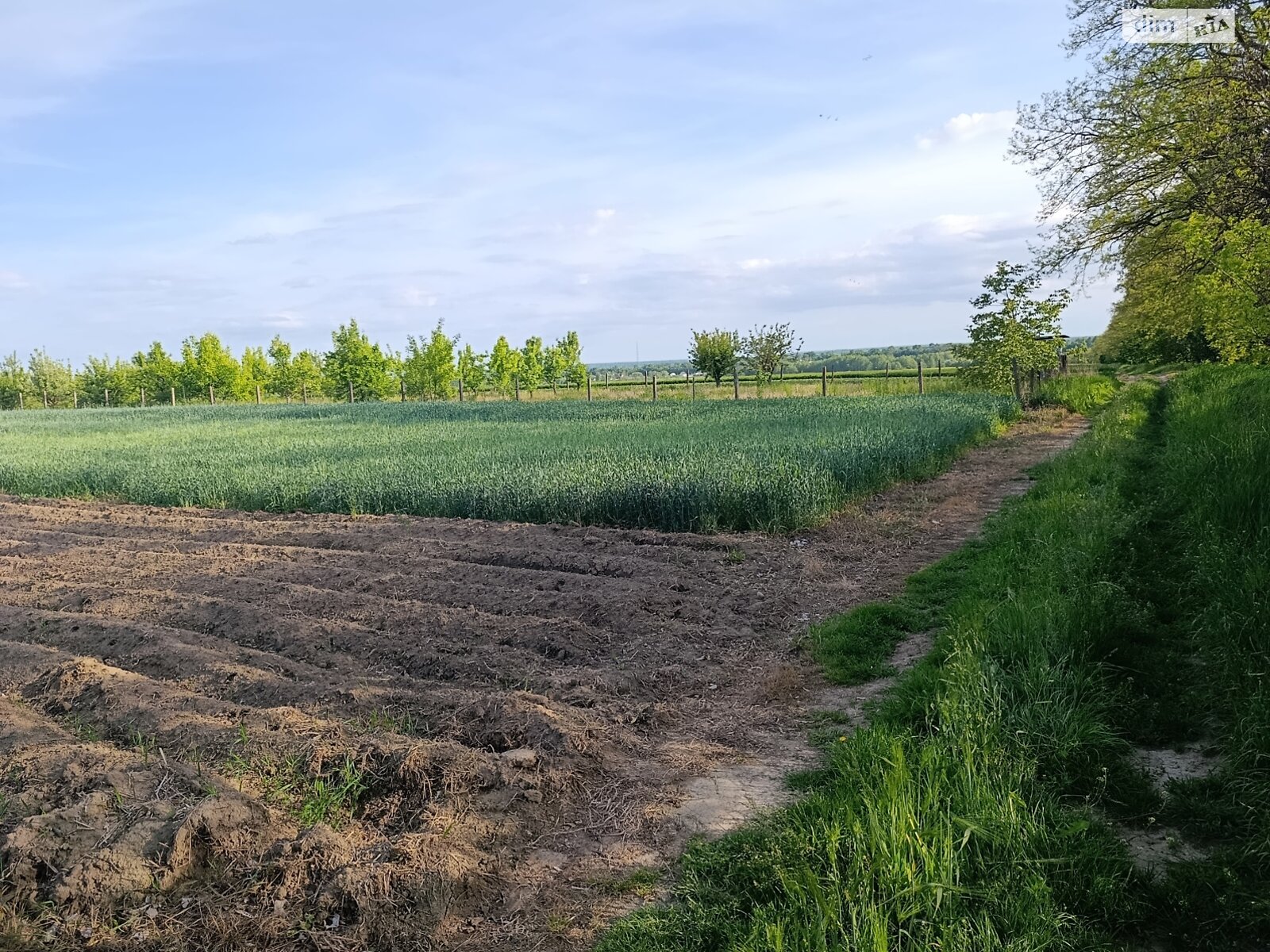 Земельна ділянка під житлову забудову в Дашківцях, площа 23 сотки фото 1 Земельна ділянка під житлову забудову в Дашківцях, площа 23 сотки фото 1