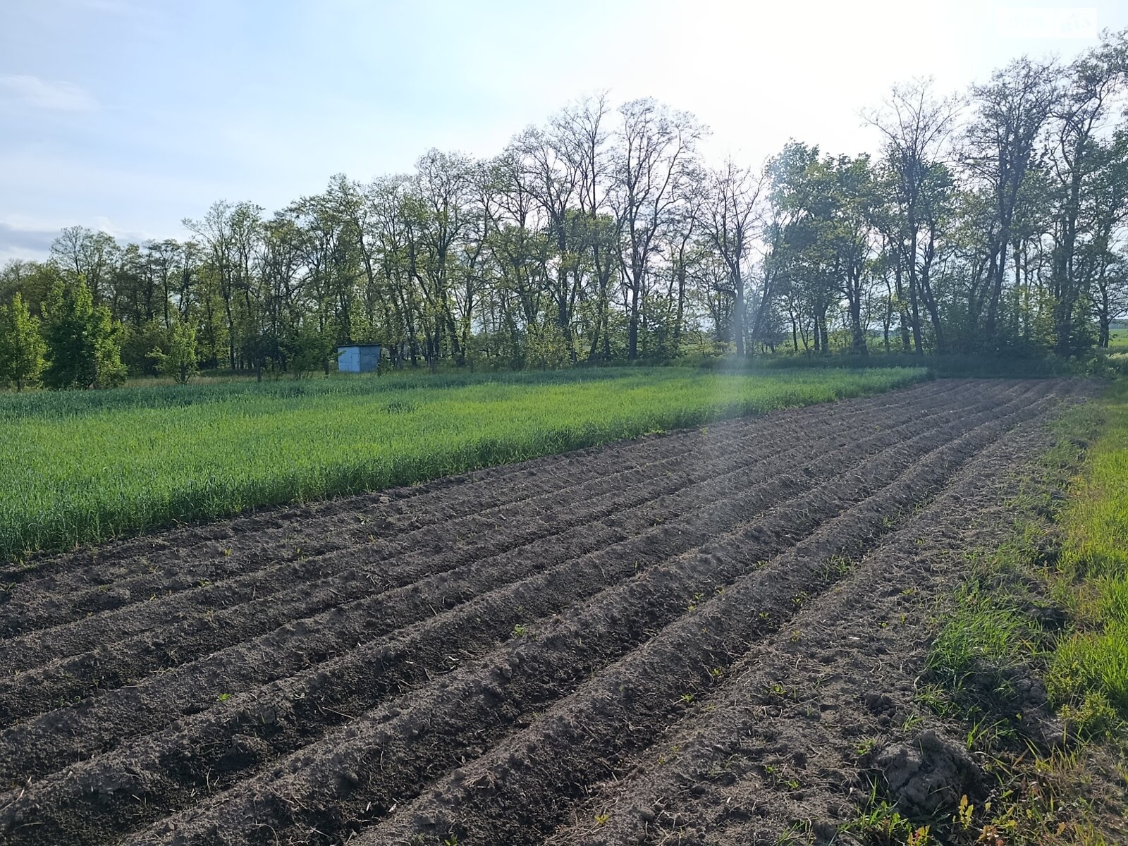 Земельна ділянка під житлову забудову в Дашківцях, площа 23 сотки фото 1 Земельна ділянка під житлову забудову в Дашківцях, площа 23 сотки фото 1