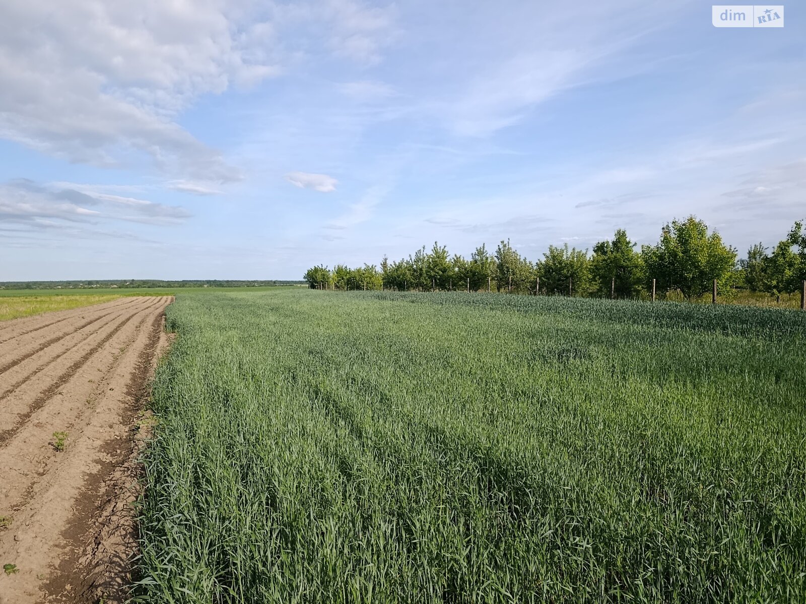 Земельна ділянка під житлову забудову в Дашківцях, площа 23 сотки фото 1 Земельна ділянка під житлову забудову в Дашківцях, площа 23 сотки фото 1