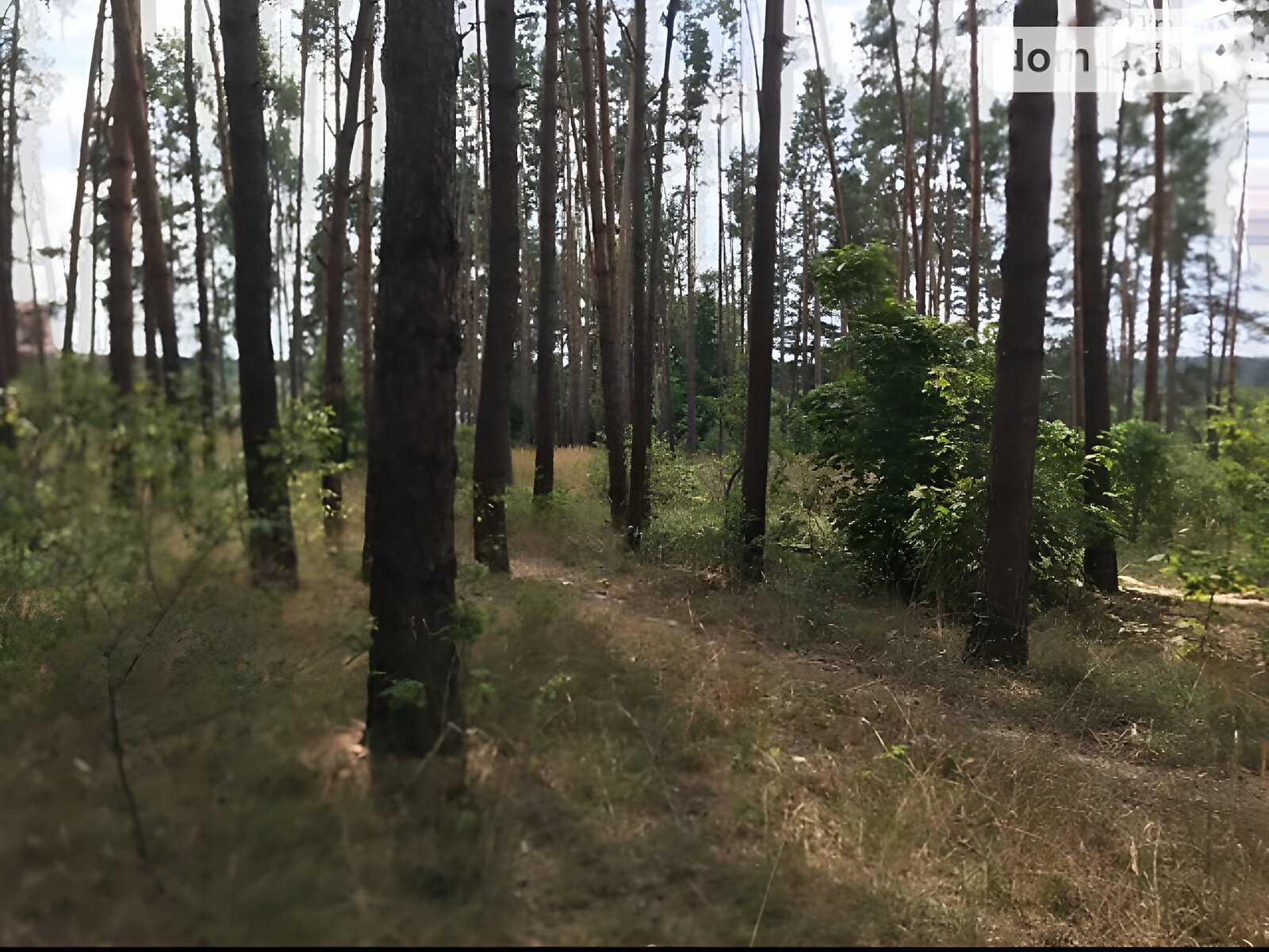 Земельна ділянка під житлову забудову в Денышах, площа 24 сотки фото 1 Земельна ділянка під житлову забудову в Денышах, площа 24 сотки фото 1