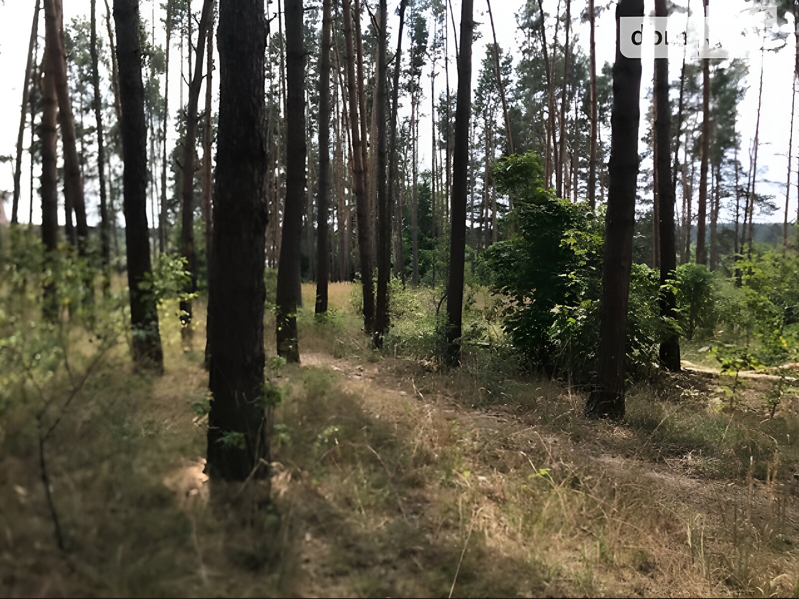 Земельна ділянка під житлову забудову в Денышах, площа 24 сотки фото 1 Земельна ділянка під житлову забудову в Денышах, площа 24 сотки фото 1