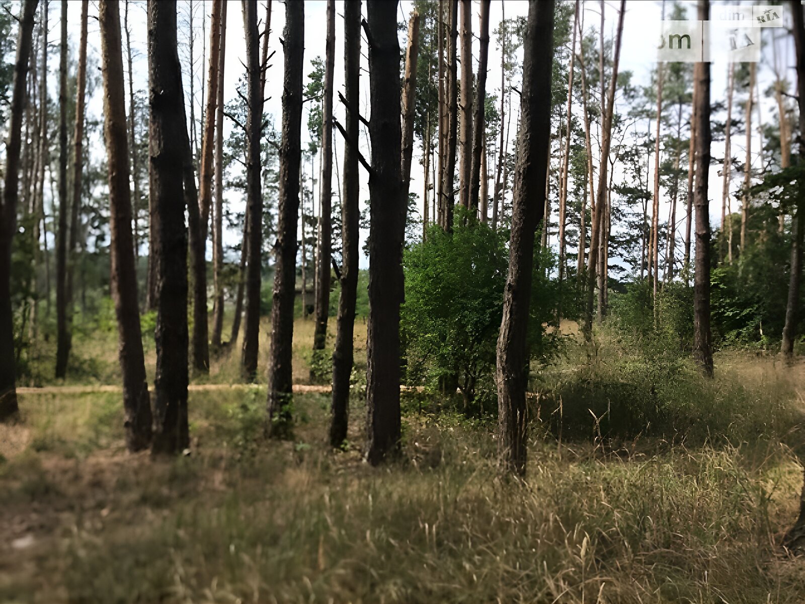 Земельна ділянка під житлову забудову в Денышах, площа 24 сотки фото 1 Земельна ділянка під житлову забудову в Денышах, площа 24 сотки фото 1