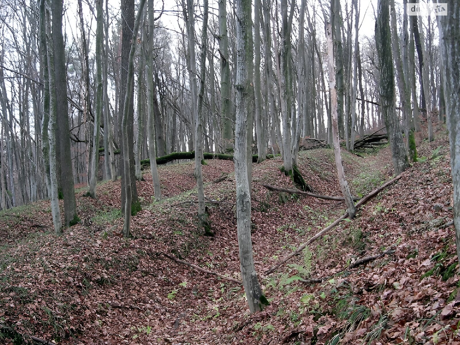Земельна ділянка під житлову забудову в Деревачі, площа 0.0987 Га фото 1 Земельна ділянка під житлову забудову в Деревачі, площа 0.0987 Га фото 1