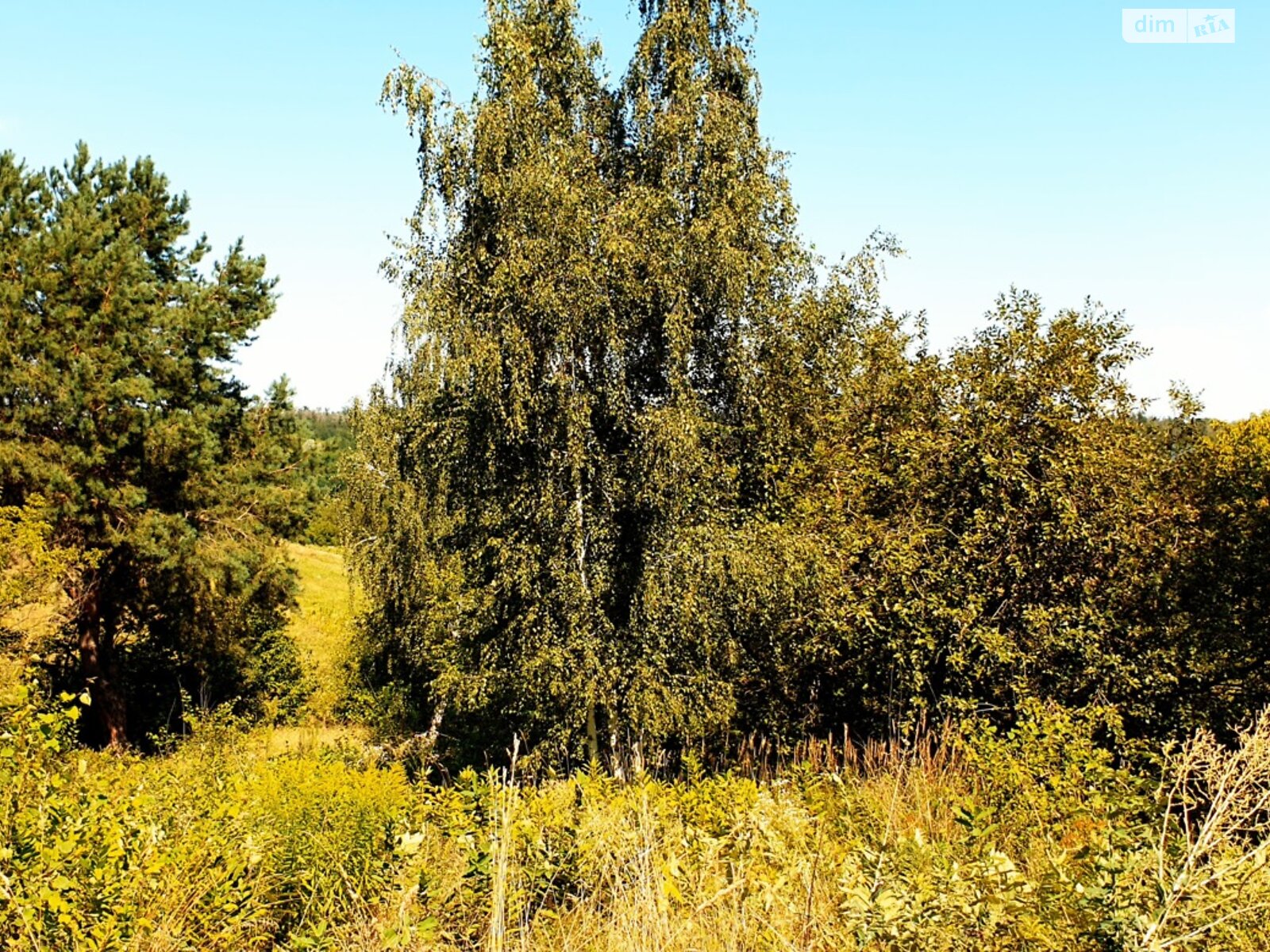 Земельна ділянка під житлову забудову в Дерев’яній, площа 25 соток фото 1 Земельна ділянка під житлову забудову в Дерев’яній, площа 25 соток фото 1