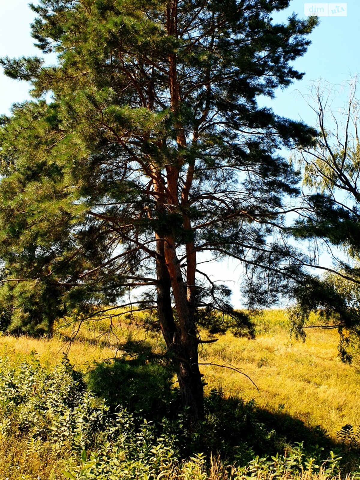 Земельна ділянка під житлову забудову в Дерев’яній, площа 25 соток фото 1 Земельна ділянка під житлову забудову в Дерев’яній, площа 25 соток фото 1