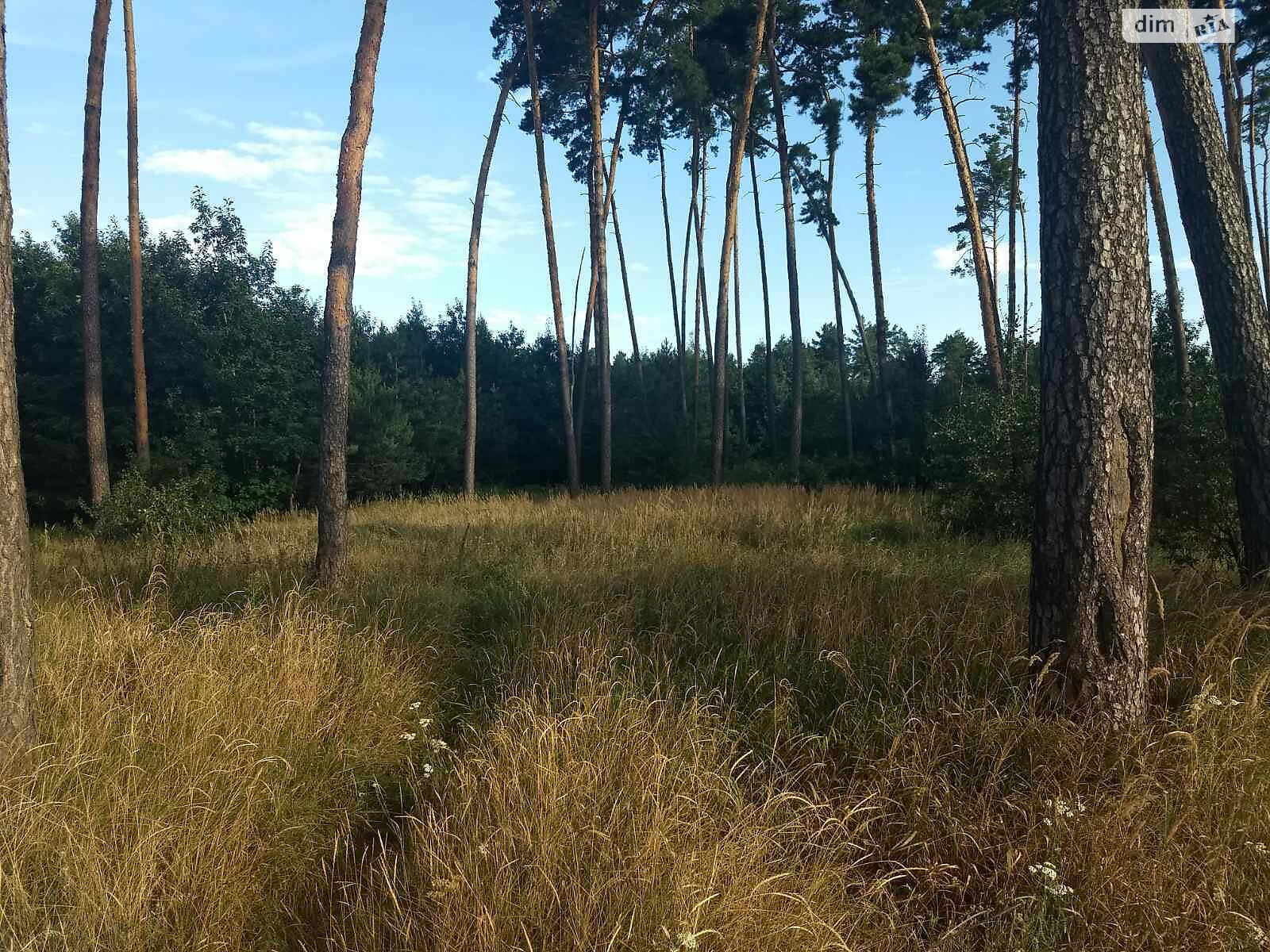 Земельна ділянка під житлову забудову в Дернівці, площа 50 соток фото 1 Земельна ділянка під житлову забудову в Дернівці, площа 50 соток фото 1