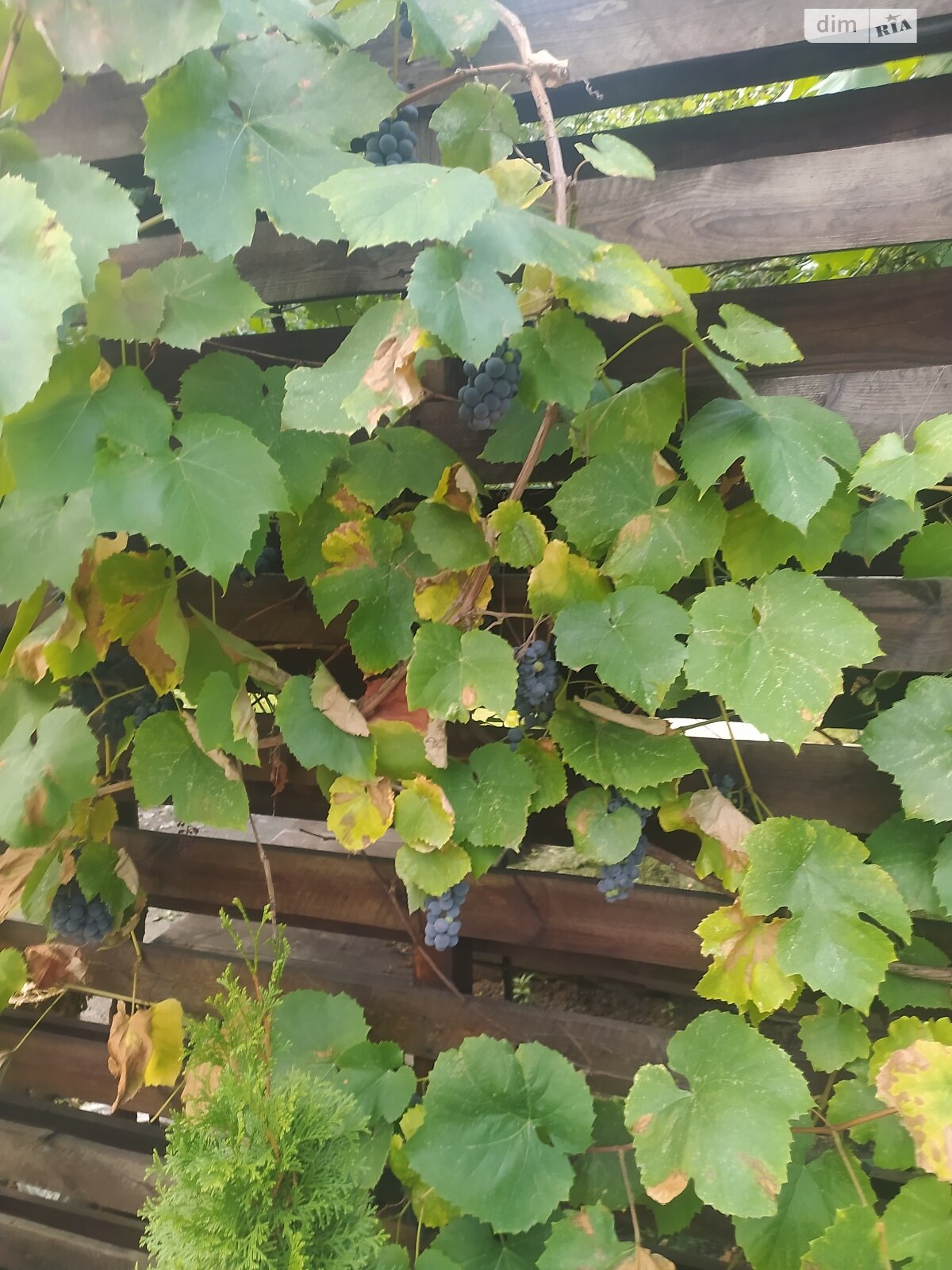 Земля под жилую застройку в Днепре, район Диевка-2, площадь 12 соток фото 1