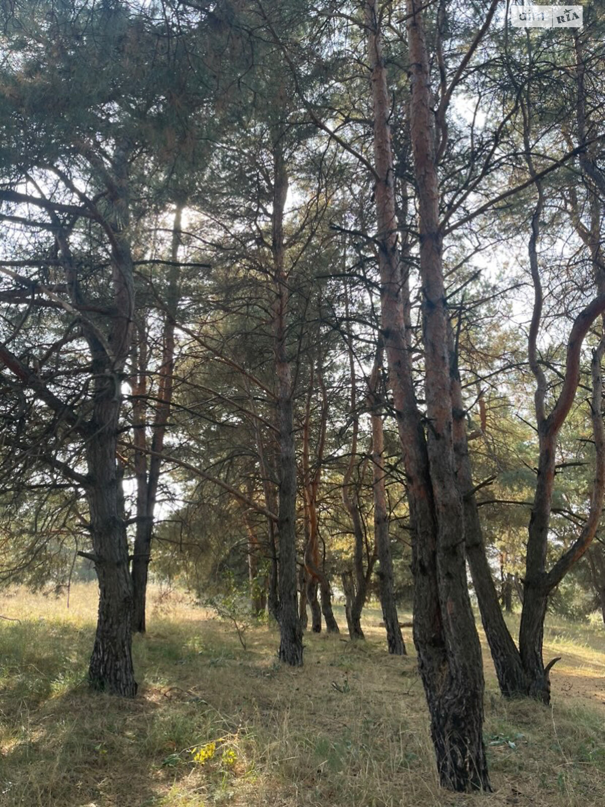 Земельна ділянка під житлову забудову в Єлизаветівці, площа 10 соток фото 1 Земельна ділянка під житлову забудову в Єлизаветівці, площа 10 соток фото 1