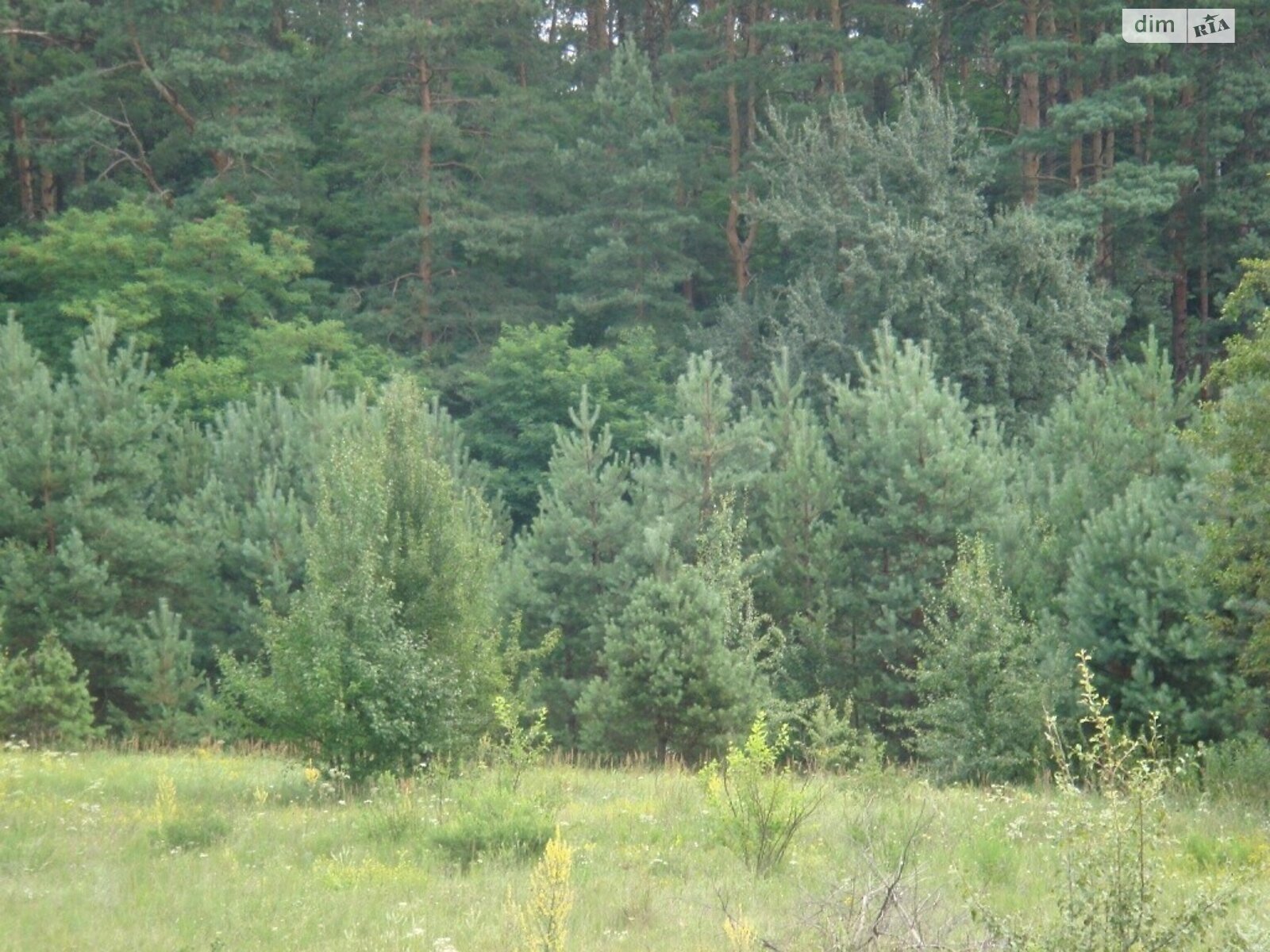 Земельна ділянка під житлову забудову в Євминці, площа 25 соток фото 1