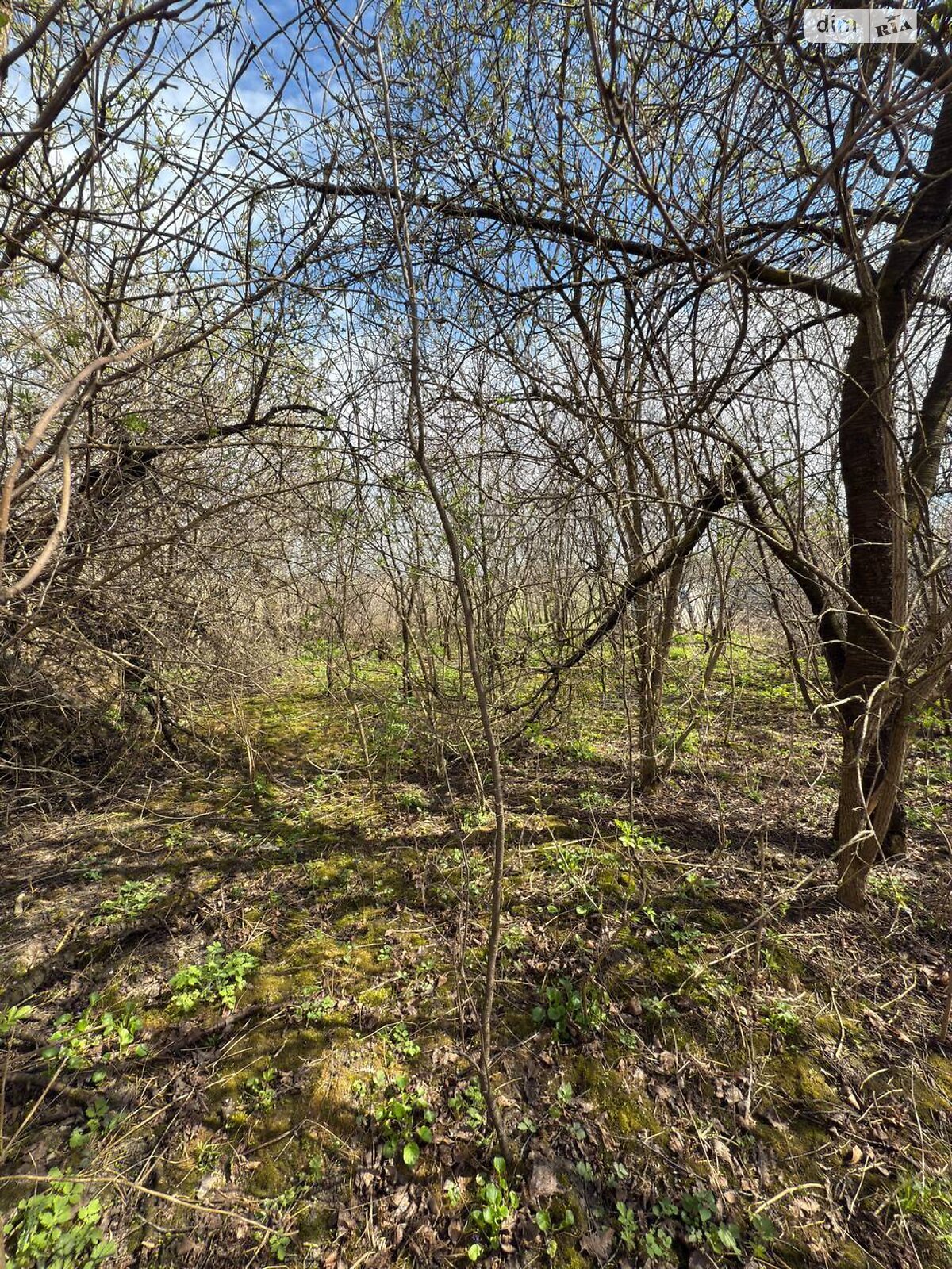 Земельный участок под жилую застройку в Галинке, площадь 33 сотки фото 1 Земельный участок под жилую застройку в Галинке, площадь 33 сотки фото 1