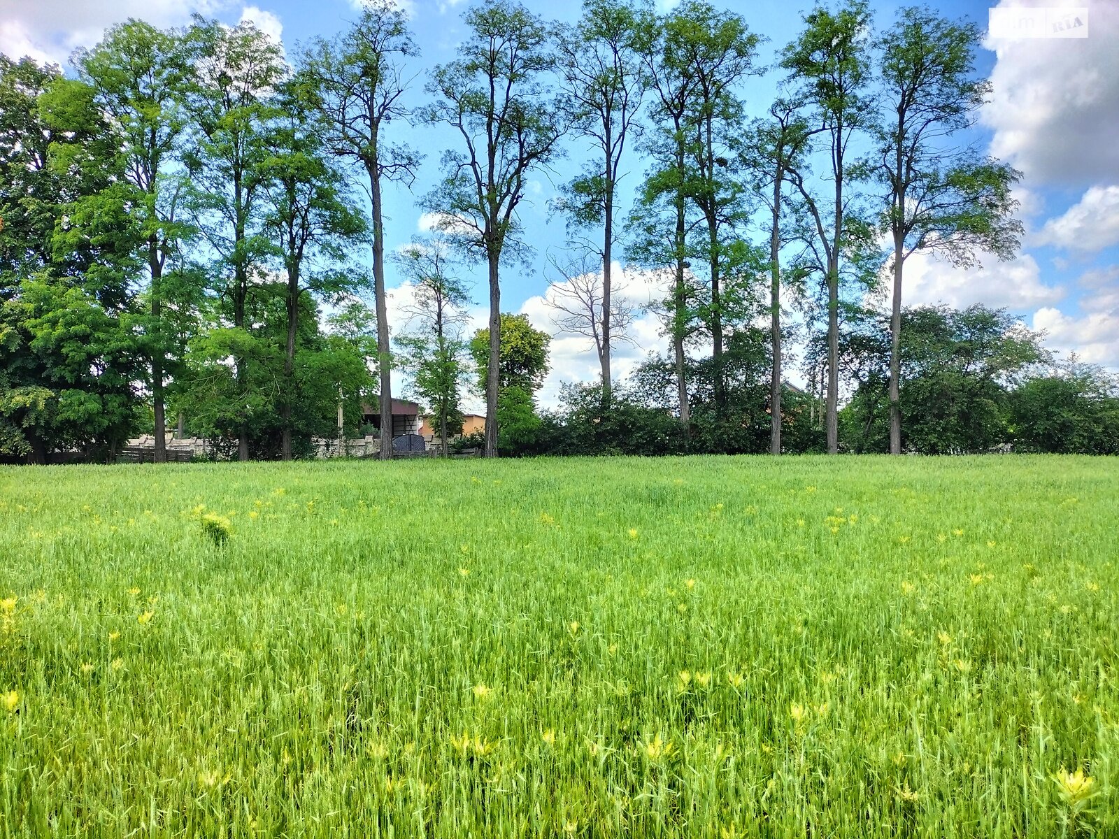 Земельна ділянка під житлову забудову в Гавришівці, площа 40 соток фото 1 Земельна ділянка під житлову забудову в Гавришівці, площа 40 соток фото 1