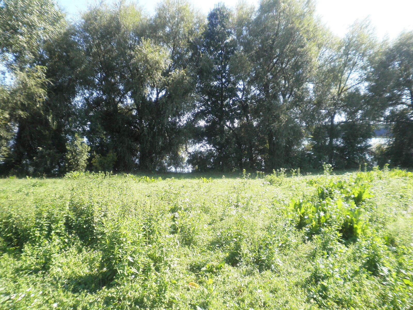 Земельный участок под жилую застройку в Горбасове, площадь 30.36 сотки фото 1 Земельный участок под жилую застройку в Горбасове, площадь 30.36 сотки фото 1