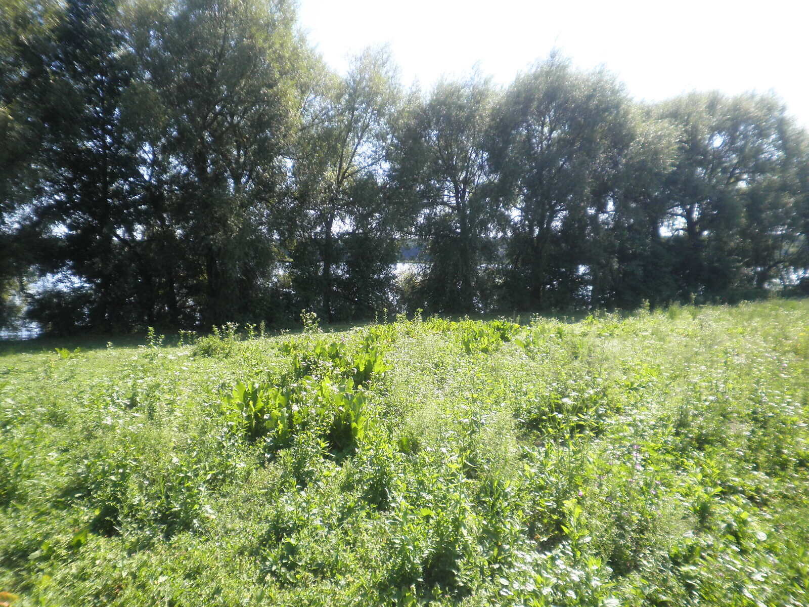 Земельный участок под жилую застройку в Горбасове, площадь 30.36 сотки фото 1 Земельный участок под жилую застройку в Горбасове, площадь 30.36 сотки фото 1