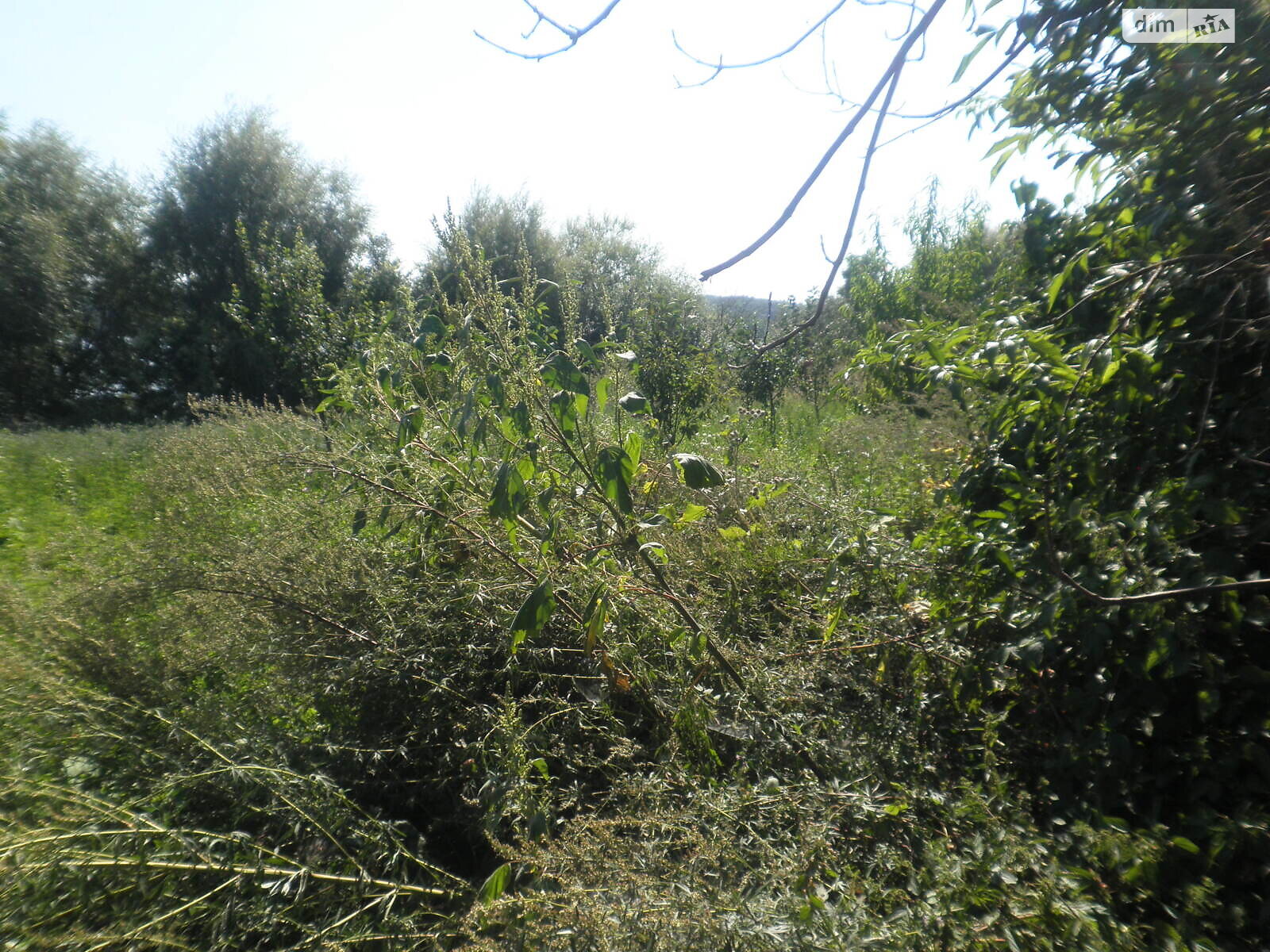 Земельный участок под жилую застройку в Горбасове, площадь 30.36 сотки фото 1 Земельный участок под жилую застройку в Горбасове, площадь 30.36 сотки фото 1