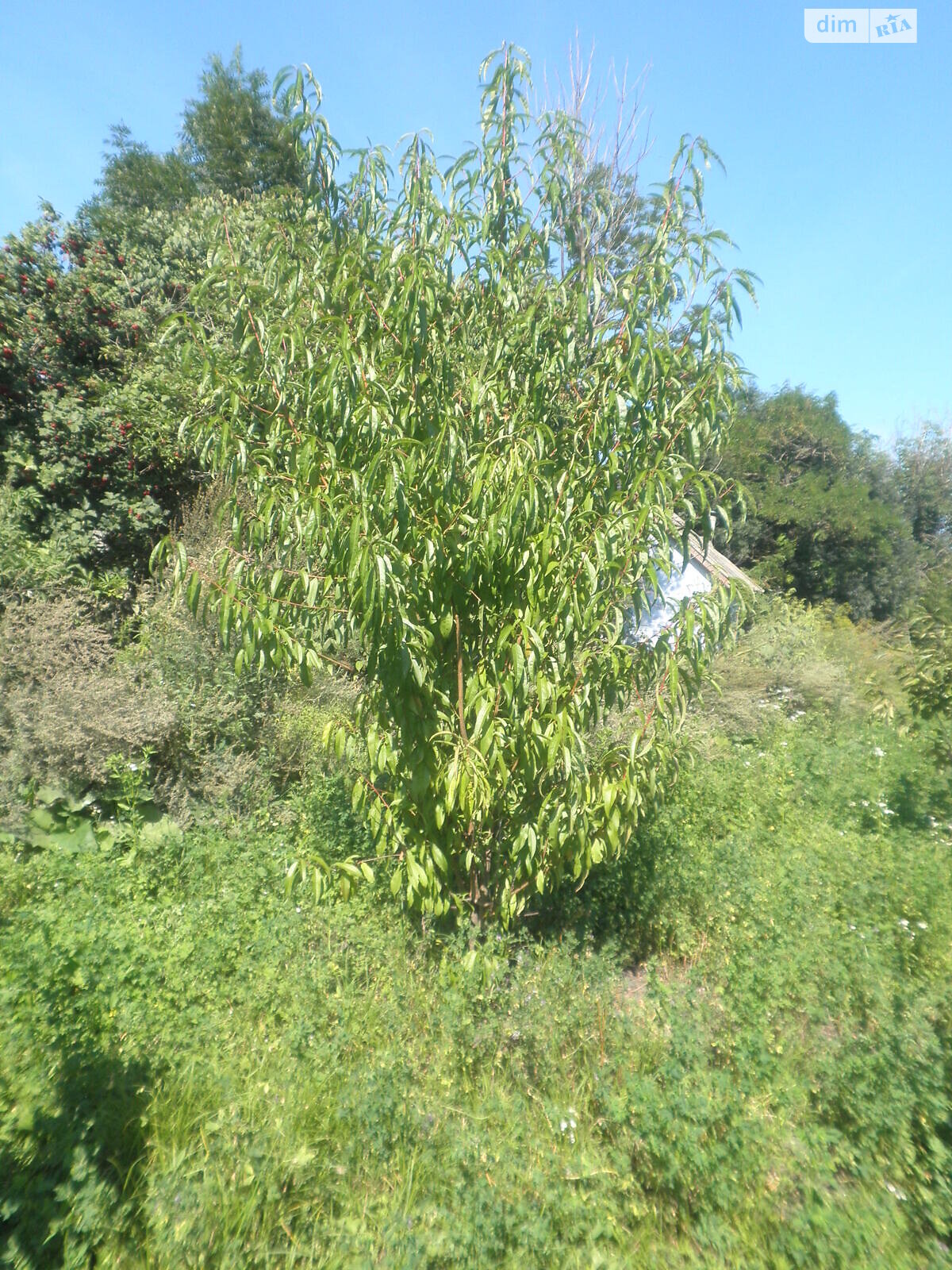 Земельный участок под жилую застройку в Горбасове, площадь 30.36 сотки фото 1 Земельный участок под жилую застройку в Горбасове, площадь 30.36 сотки фото 1