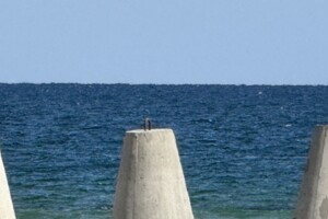 Земельна ділянка під житлову забудову в Грибівці, площа 3.73 Га фото 2