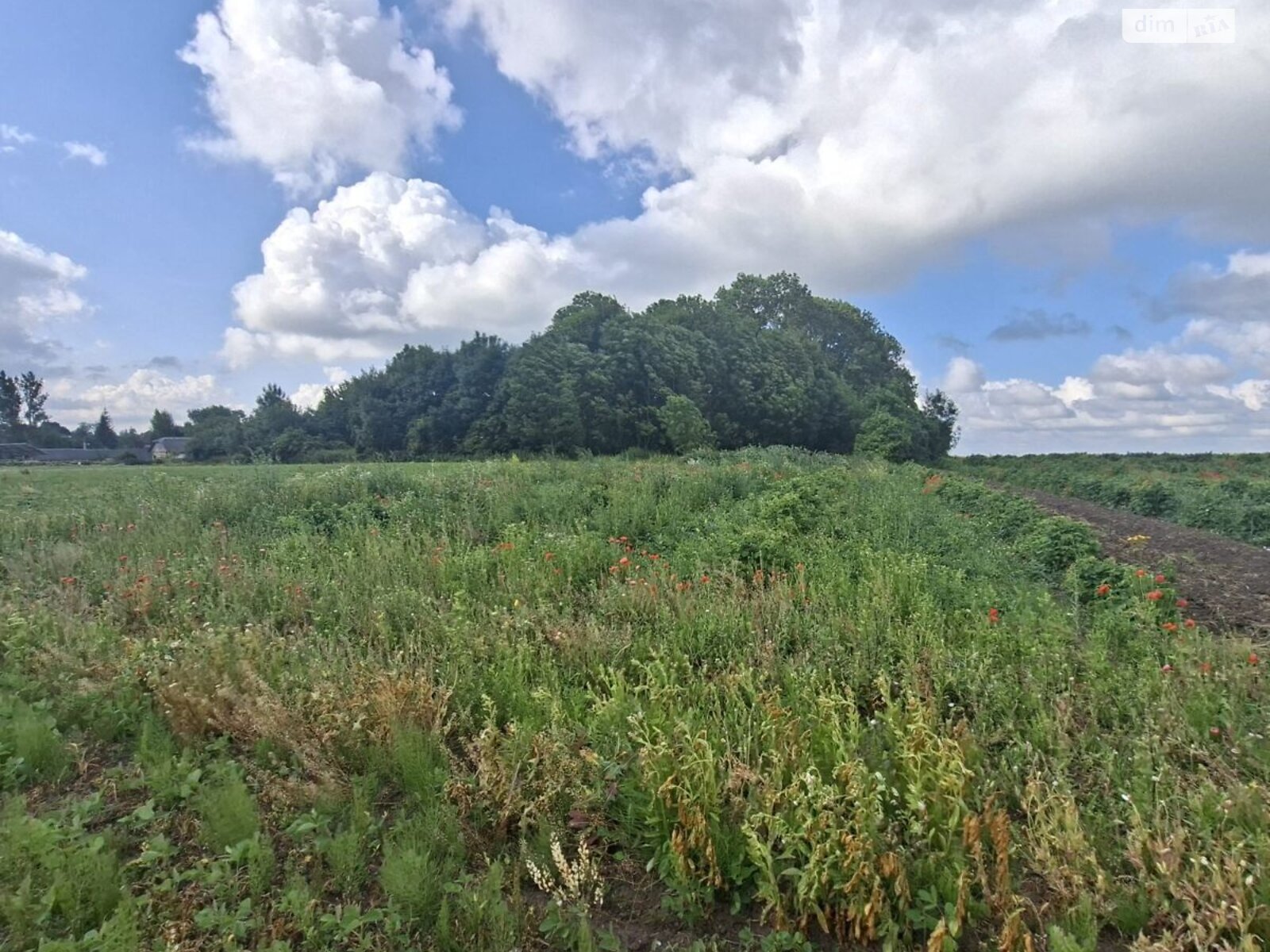 Земельна ділянка під житлову забудову в Хатки, площа 45 соток фото 1 Земельна ділянка під житлову забудову в Хатки, площа 45 соток фото 1