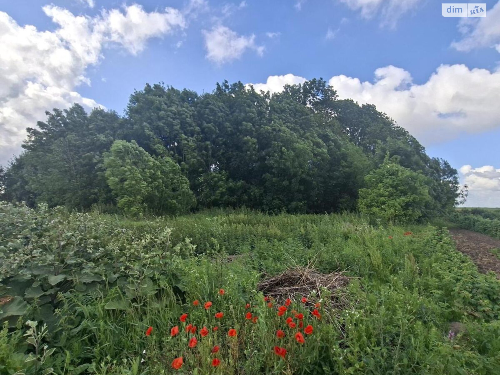 Земельна ділянка під житлову забудову в Хатки, площа 45 соток фото 1 Земельна ділянка під житлову забудову в Хатки, площа 45 соток фото 1