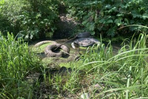 Земля під житлову забудову в Хмельницькому, район Дубове, площа 9 соток фото 2