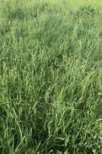 Земля под жилую застройку в Хмельницком, район Гречаны дальние, площадь 30 соток фото 2