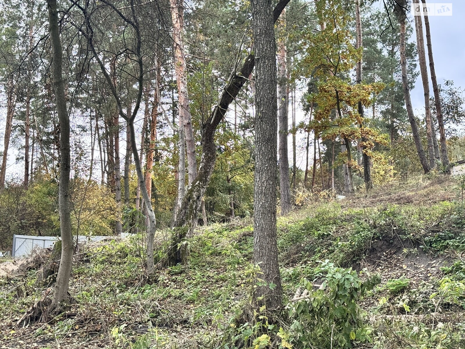 Земельна ділянка під житлову забудову в Ходосівкі, площа 10 соток фото 1 Земельна ділянка під житлову забудову в Ходосівкі, площа 10 соток фото 1