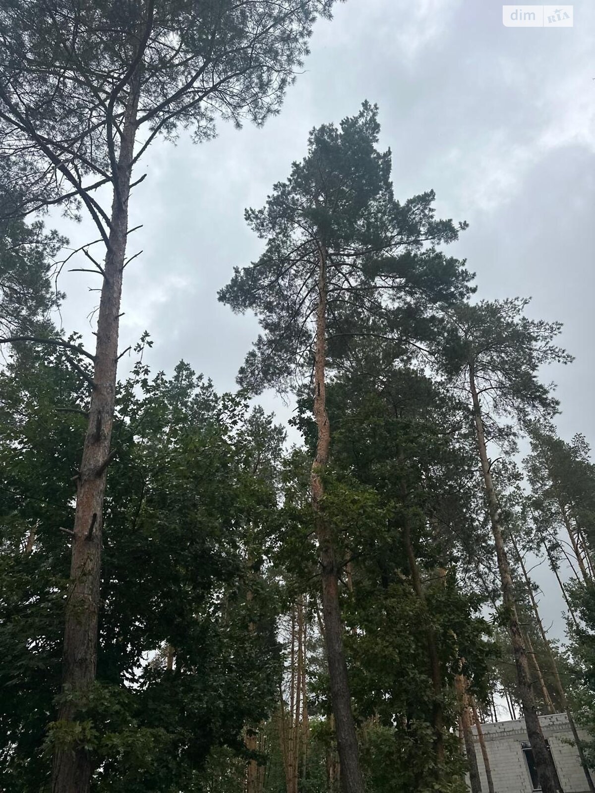 Земельный участок под жилую застройку в Ходосовке, площадь 12 соток фото 1