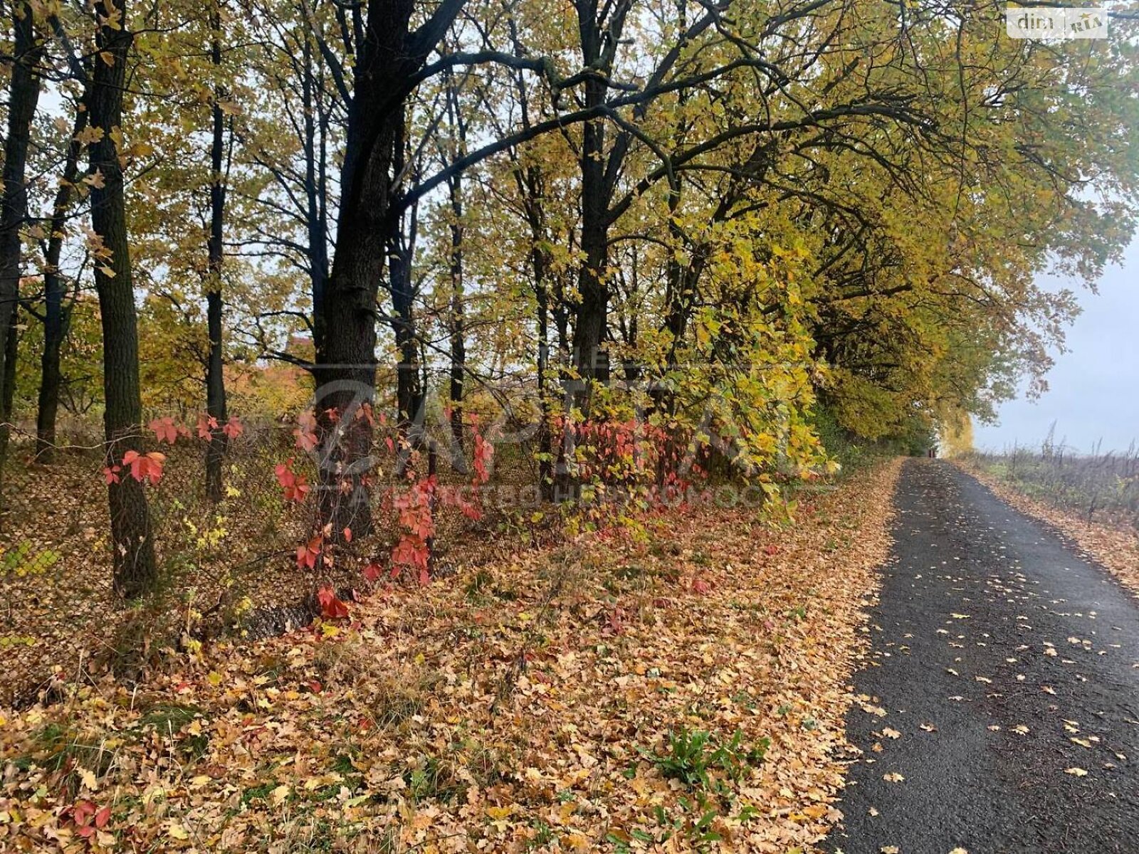 Земельный участок под жилую застройку в Ходосовке, площадь 40 соток фото 1