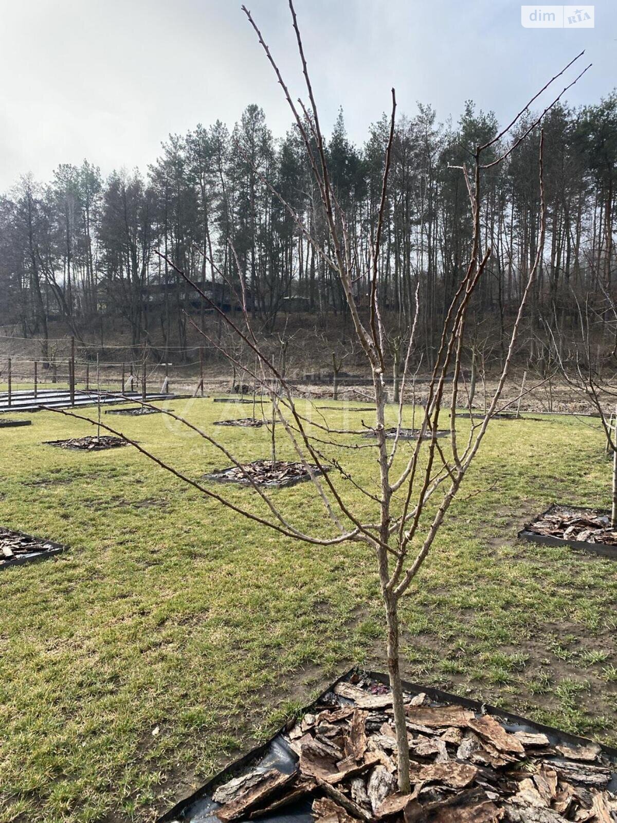 Земельна ділянка під житлову забудову в Ходосівці, площа 150 соток фото 1 Земельна ділянка під житлову забудову в Ходосівці, площа 150 соток фото 1