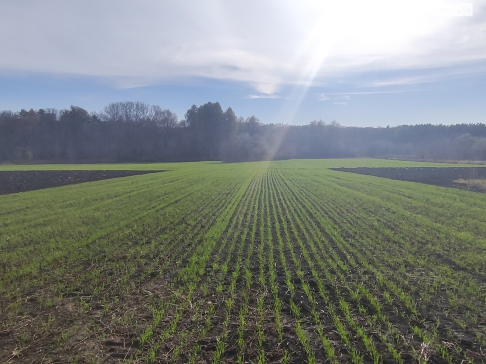 Земля под жилую застройку в Кагарлыке, площадь 0.4143 сотки фото 1 Земля под жилую застройку в Кагарлыке, площадь 0.4143 сотки фото 1